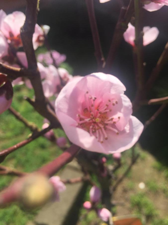 穆拉沃拉Sa Mariposa住宿加早餐旅馆 外观 照片