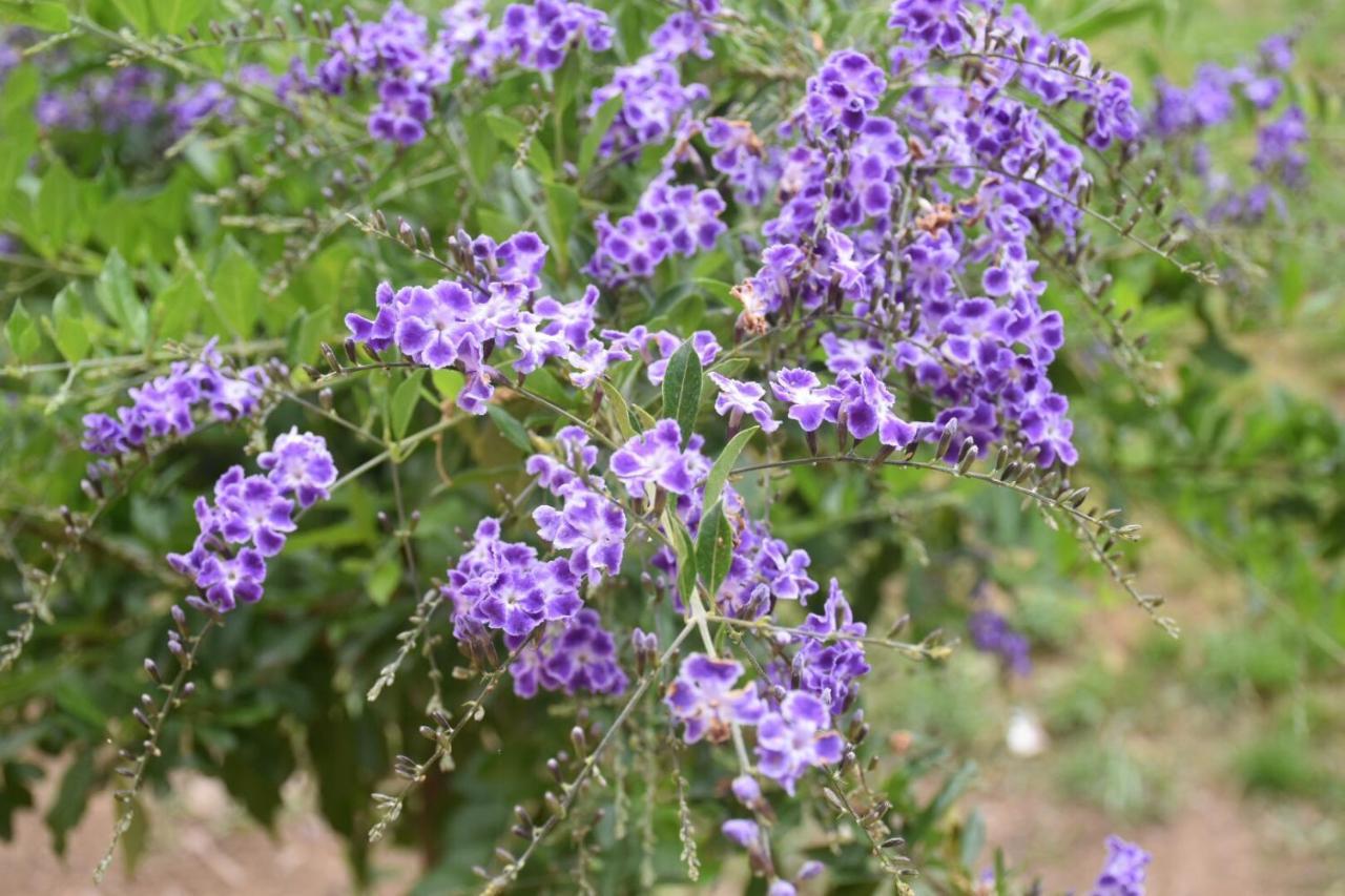 穆拉沃拉Sa Mariposa住宿加早餐旅馆 外观 照片