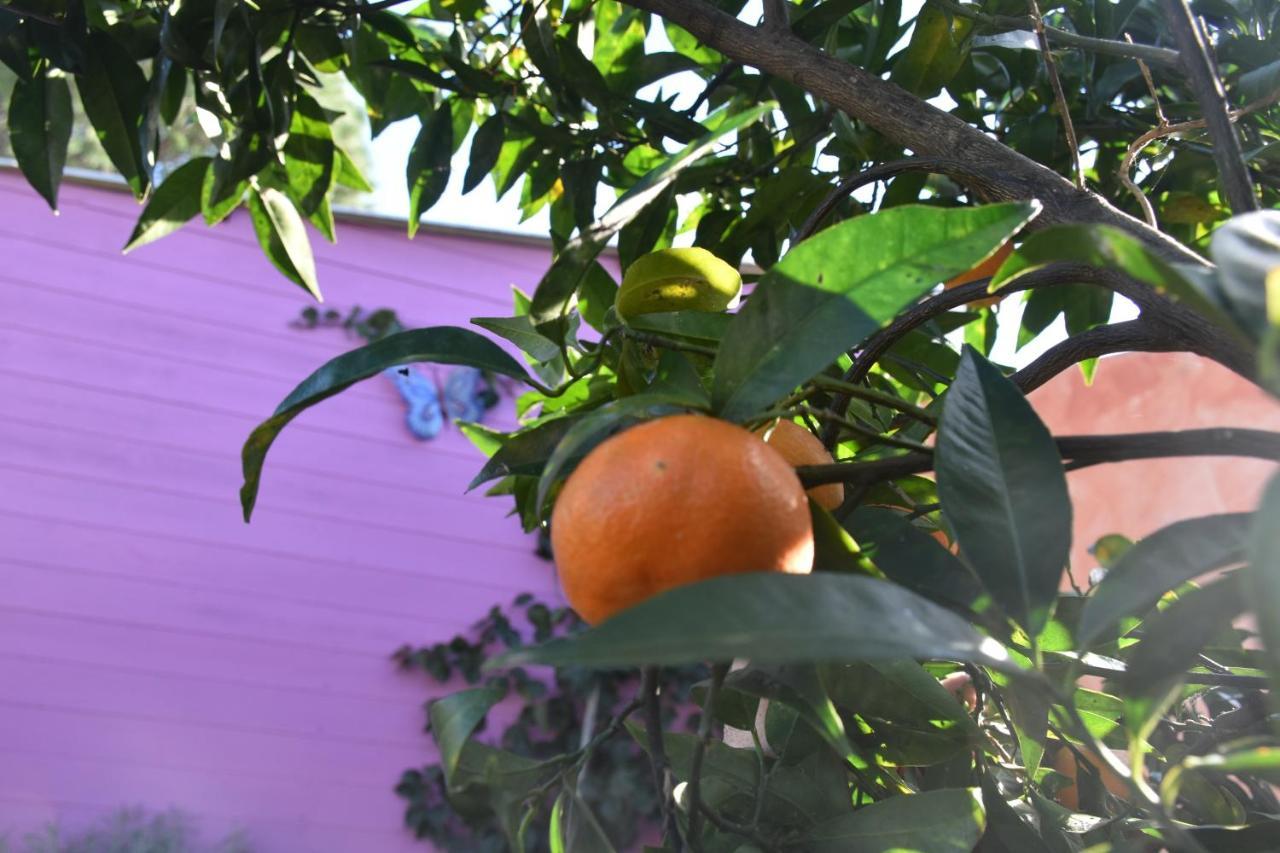 穆拉沃拉Sa Mariposa住宿加早餐旅馆 外观 照片