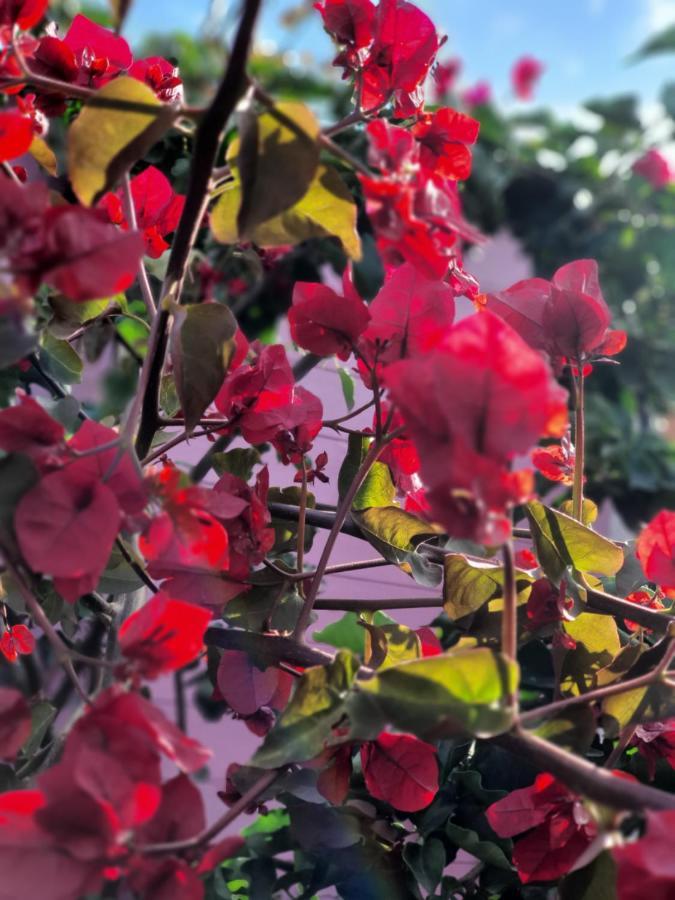 穆拉沃拉Sa Mariposa住宿加早餐旅馆 外观 照片